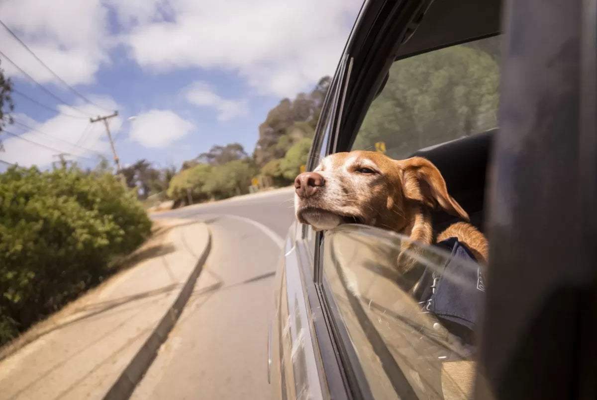Dog Car Sickness: What You Should Know