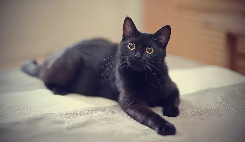 What Does A Black Cat Symbolize