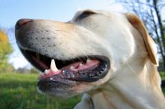 Dog Mouth Cancer