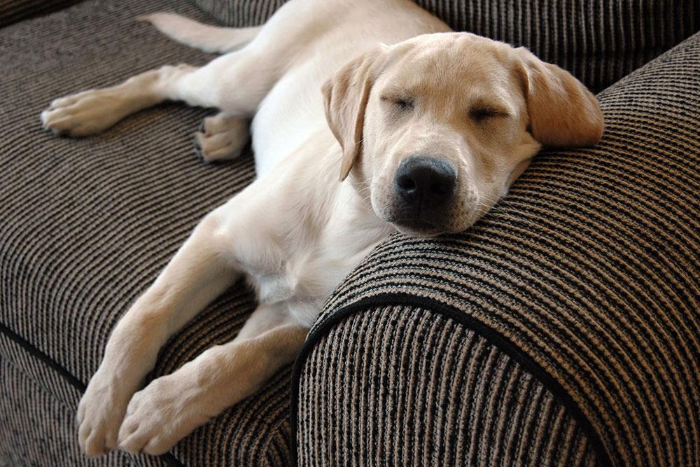 How to Cure Dog's Acute Indigestion At Home​