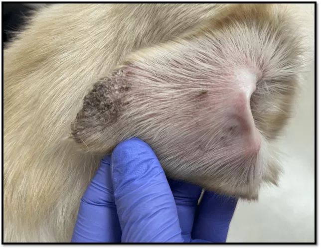 Ear Margin Dermatosis in Dogs