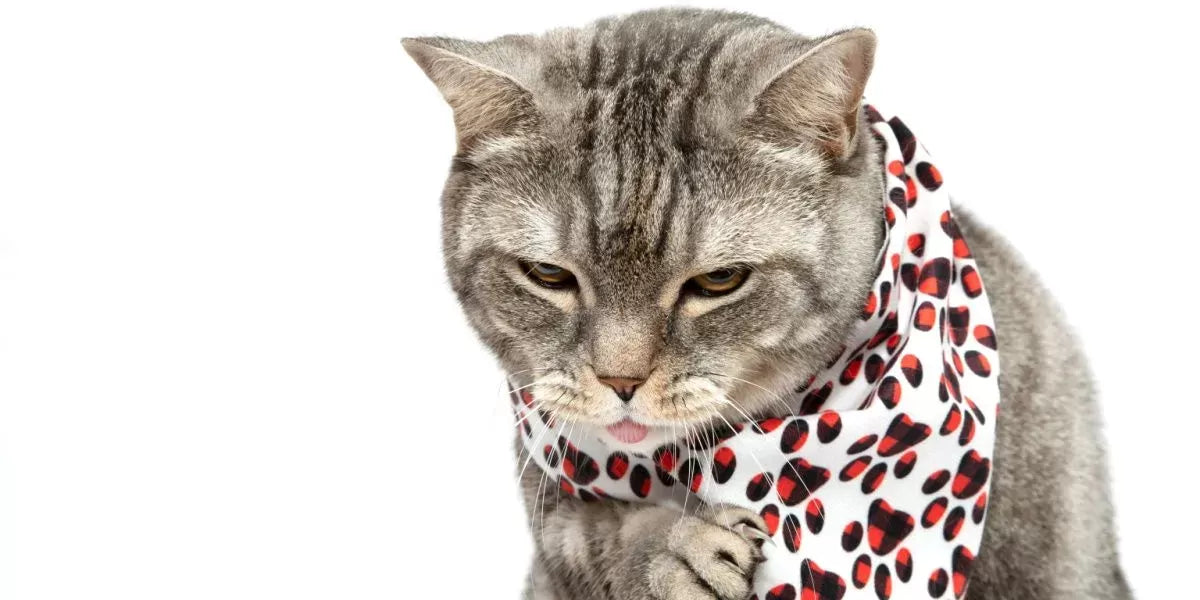 Can Cats Get Kennel Cough