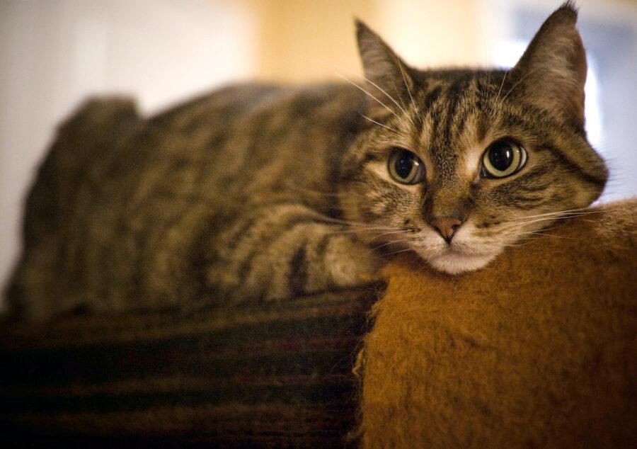What Causes Hot Spots on Cats? A Comprehensive Guide