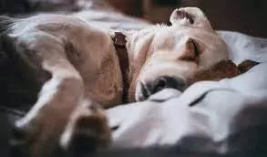 IBS in Dogs