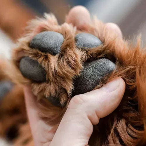 Should Dog's Paws Be Rough