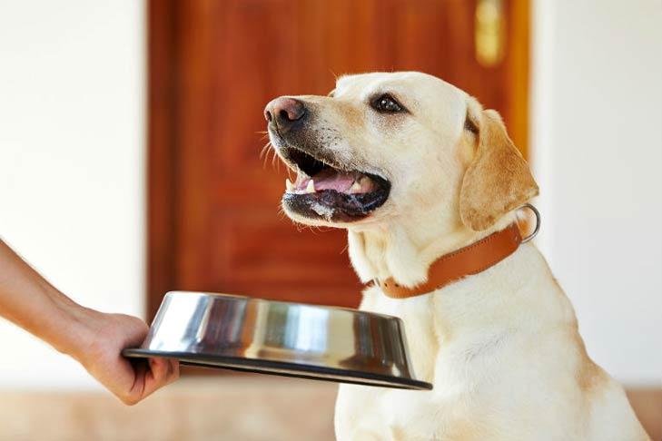 Diarrhoea in Dogs: What to Feed