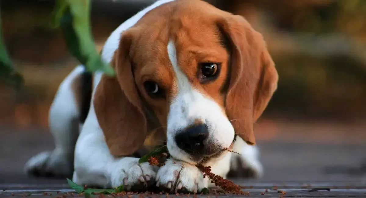Do Dogs Get Embarrassed