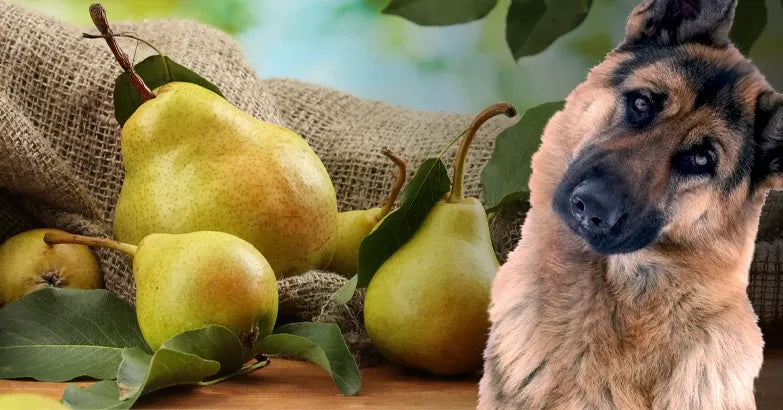 Are Pears Good for Dogs