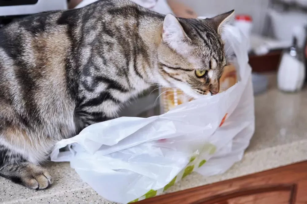 Why Do Cats Eat Plastic