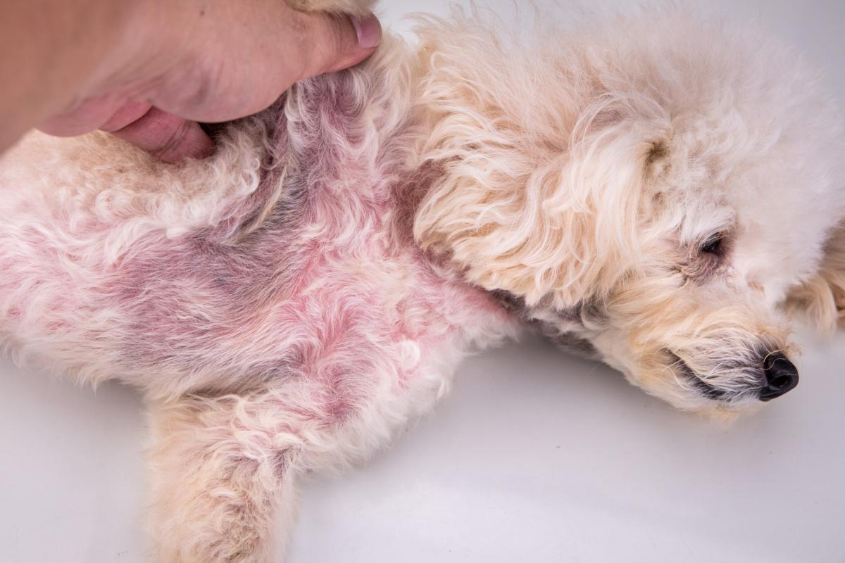 Otc Treatment for Folliculitis in Dogs​