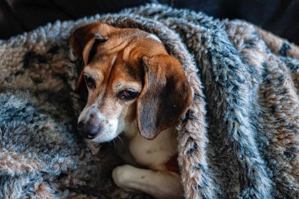 Exploring Canine Ehrlichiosis
