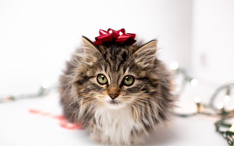 What to Know Before Getting A Cat