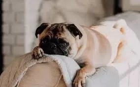 Tracheal Collapse In Dogs