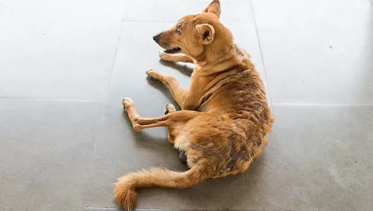Unraveling Canine Hair Loss: Exploring the Impact of Vitamin Deficiencies