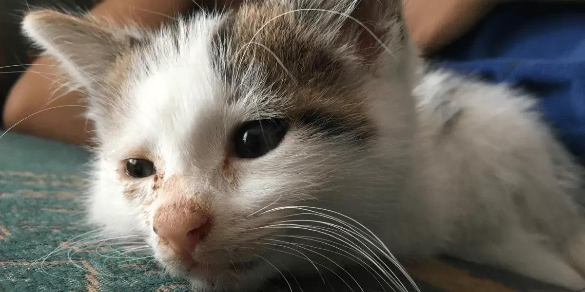 Runny Nose in Cats