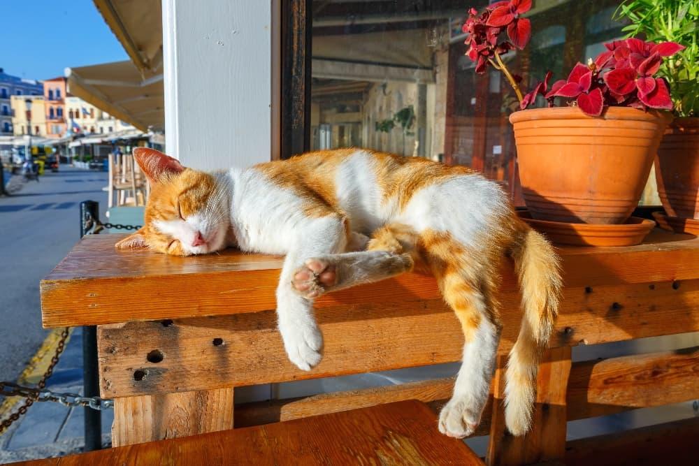 Do Cats Overheat In Summer? A Complete Guide