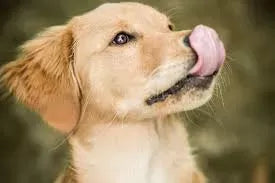 Dog Mouth Smacking