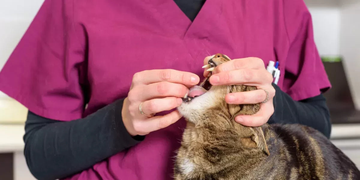 How Long Does Dewormer Take to Work on Cats