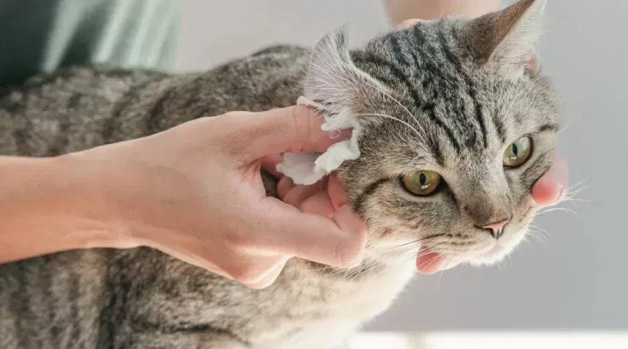 How to Check for Ear Mites in Cats: Causes, Symptoms, and Treatment