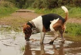 Lepto Vaccine for Dogs