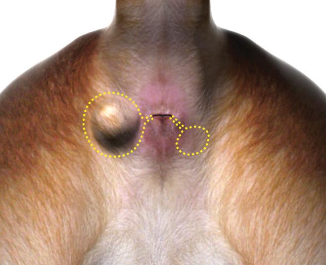 Canine Anal Tumor