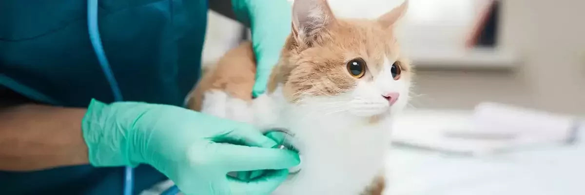 Lymphoma in Cats