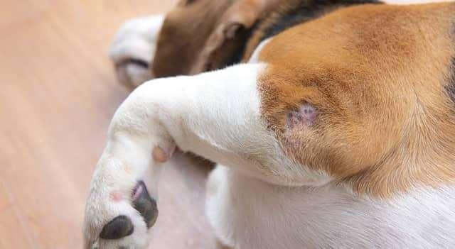 How to Tell If A Dog Wound Is Infected