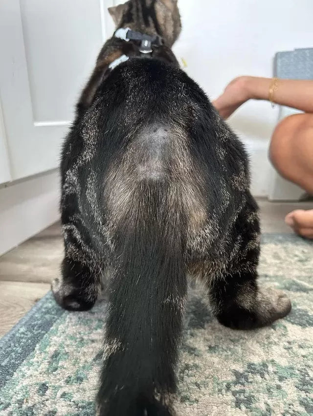 Cat Losing Hair on Back Near Tail No Fleas