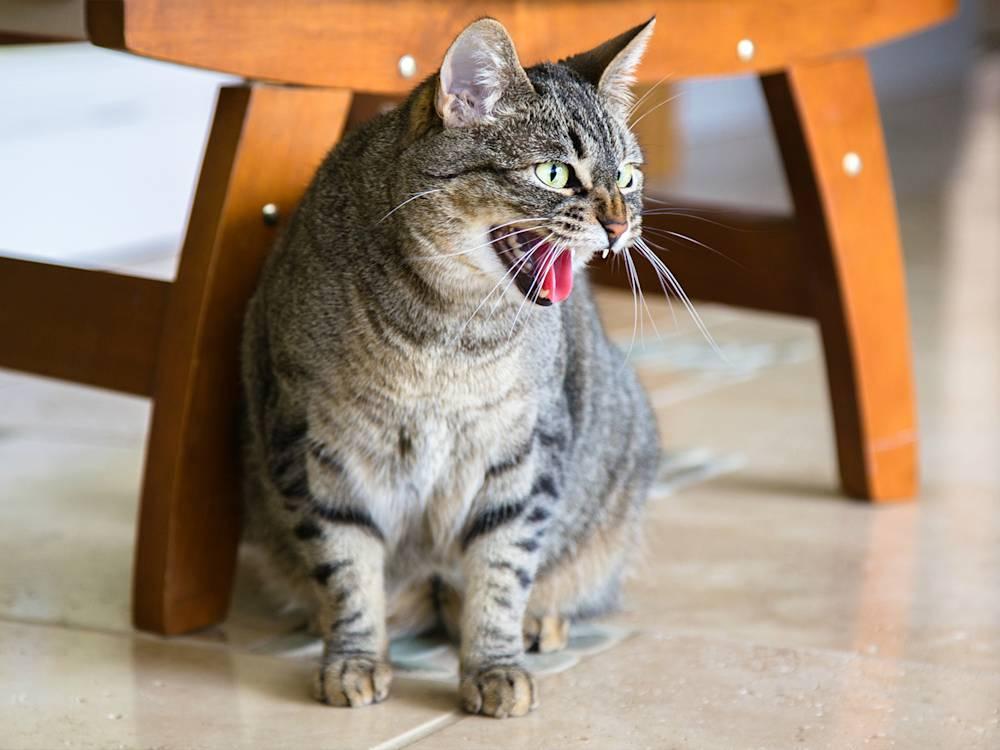Should I Let My Cat Hiss at Kitten