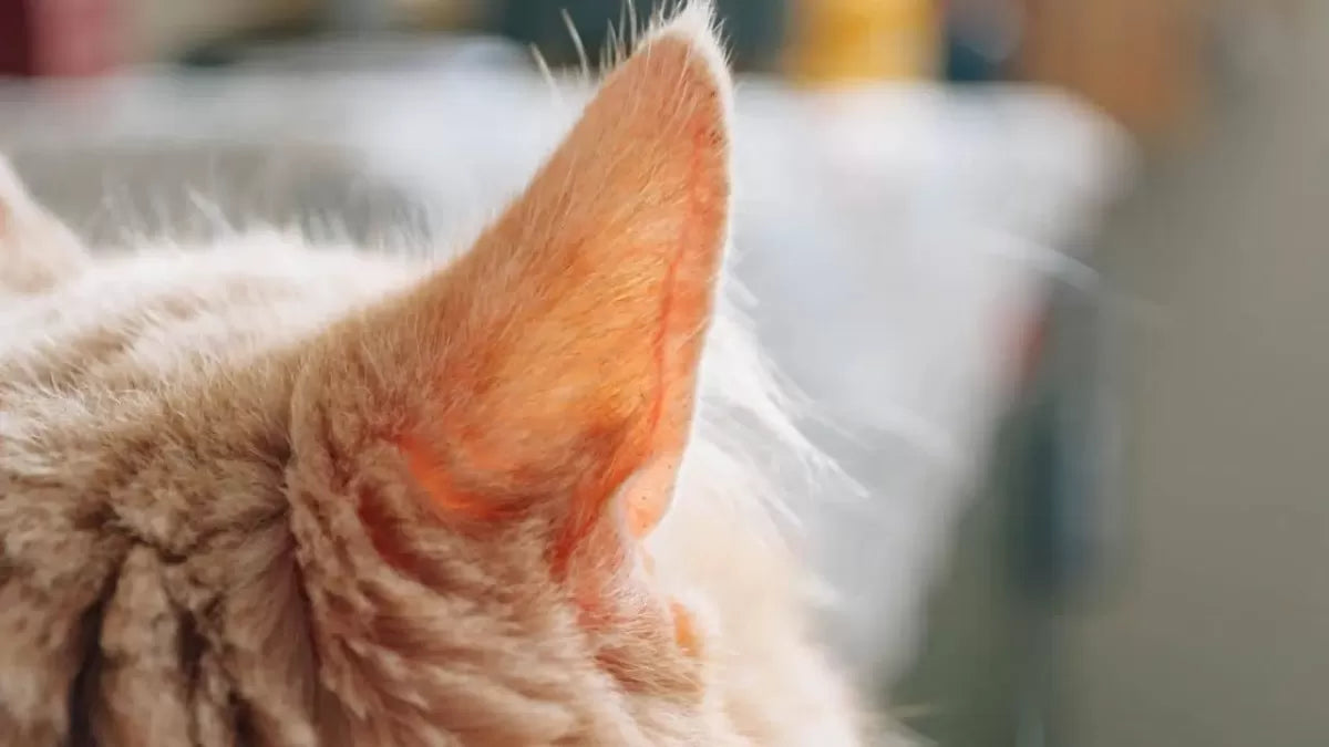 Cats’ Ears Are Cold: Causes And Healthy Implications