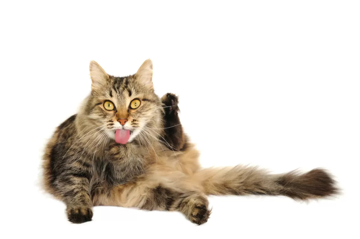 How Long Can A Cat Live with A Prolapsed Anus