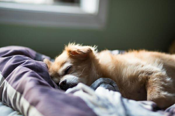 Phenobarbital Side Effects in Dogs