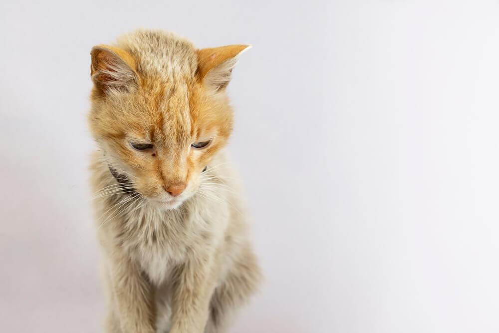 Older Cat Losing Weight​: Exploring Underlying Reasons