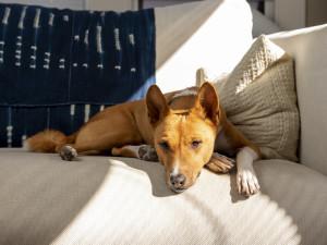 Vertigo in Dogs