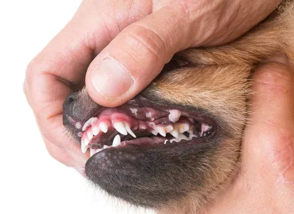 Mouth Ulcers in Dogs: Causes, Symptoms& Treatment