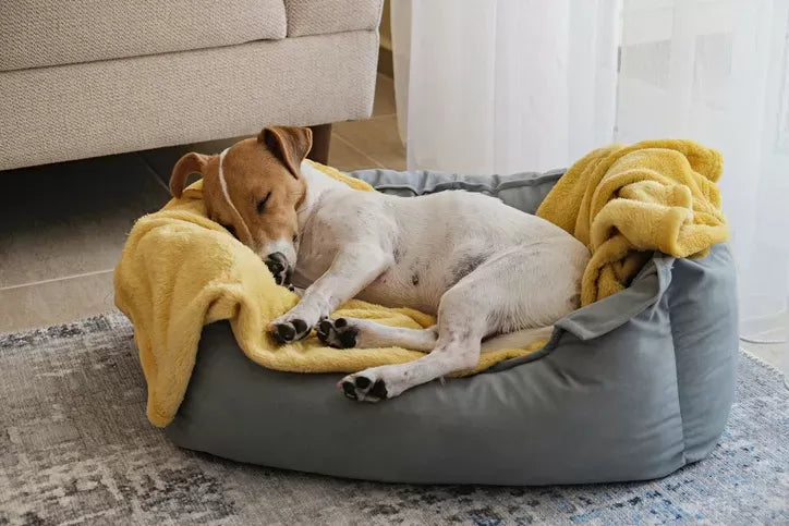 Does My Dog Have Separation Anxiety? Quiz