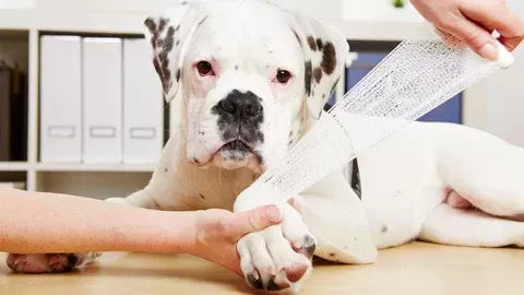 Understanding and Caring for Dog Sprained Leg
