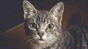 Hyperthyroidism in Cats