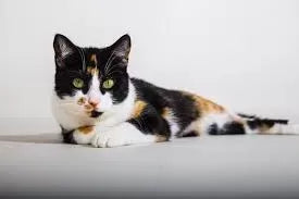 Gastroenteritis in Cats