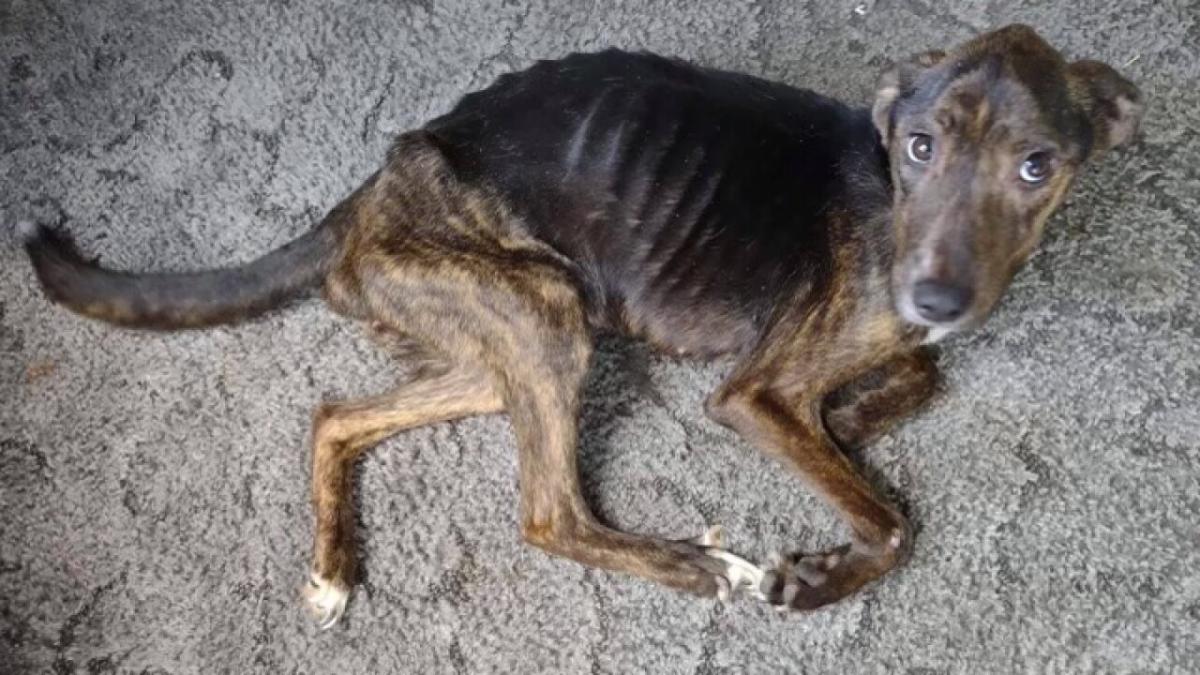 Malnutrition in Dogs​