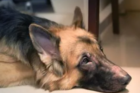 Dog Skin Allergies: Causes, Symptoms, and Treatment