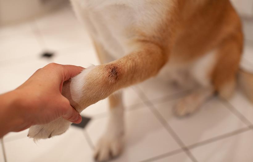 Hot Spots in Golden Retrievers, German Shepherds, and More