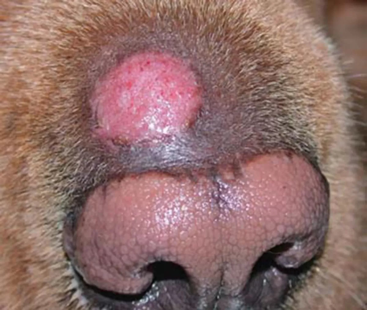 Dermatophytosis in Dogs