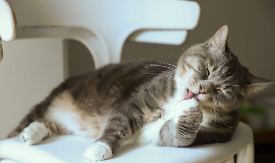 Cat Allergies vs. Human Allergies: What Owners Need to Know
