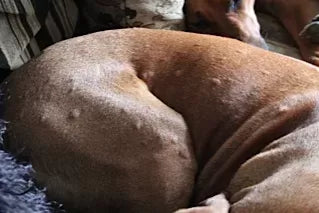 Unveiling Allergy Bumps on Dogs: Understanding, Addressing, and Managing Skin Allergies