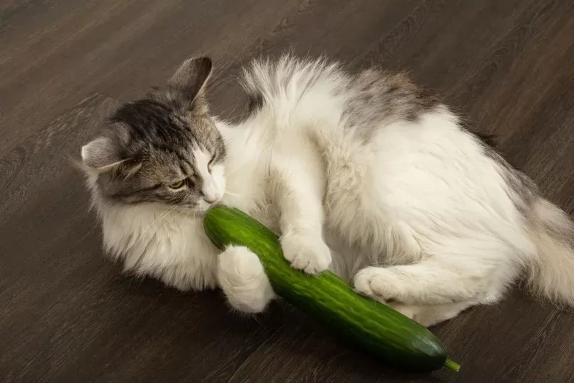 Can Cats Eat Cucumbers? Unveiling the Facts about Feline Nutrition