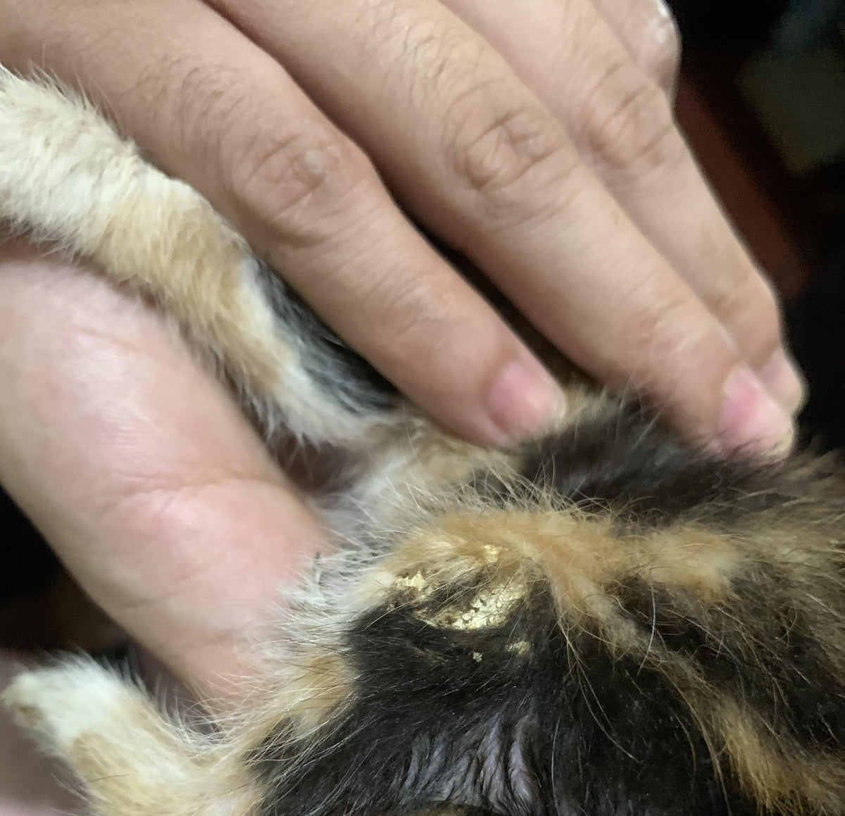 Cat Skin Dry Flaky: Causes, Treatments, and Home Care