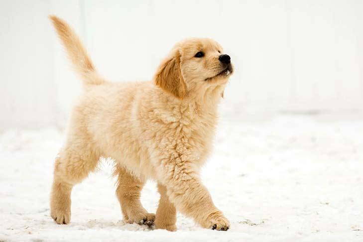Constipation in Dogs