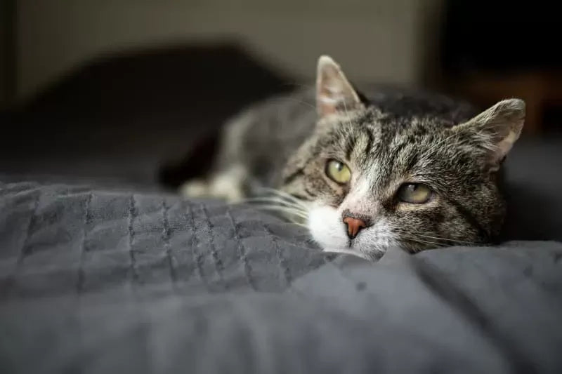 Upper Respiratory Infection in Cats: Causes, Symptoms, and Treatment