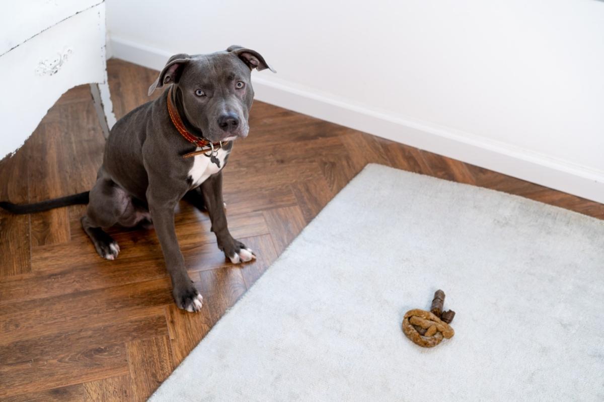 How to Punish Dogs for Pooping in House